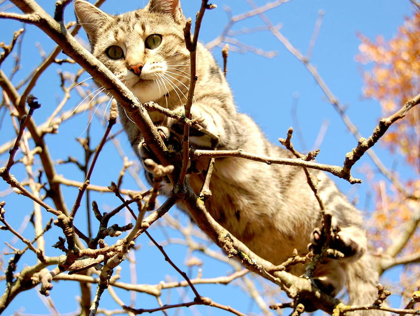 Chat perch&eacute;