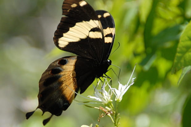 Montagnes Bleues et monts John Crow en Jamaïque