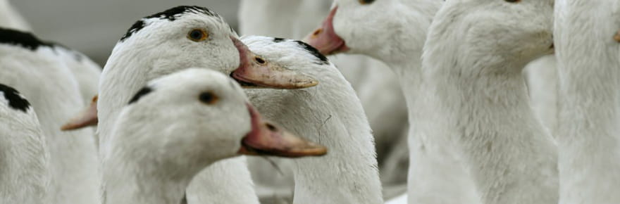 Abattages renforc&eacute;s contre une grippe aviaire &quot;hors de contr&ocirc;le&quot; dans le Sud-Ouest