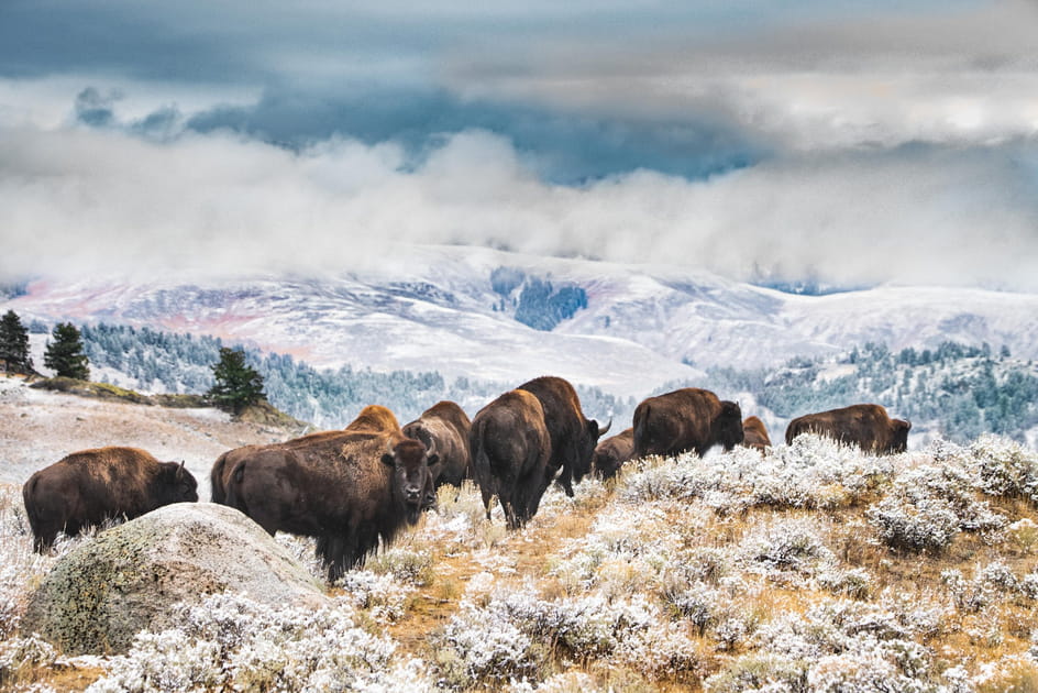 Peinture vivante au parc de Yellowstone
