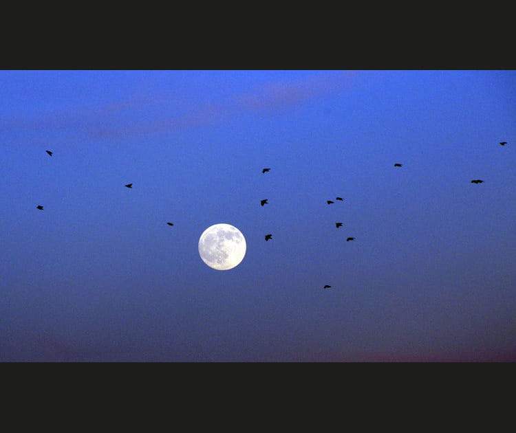 Oiseaux de nuit