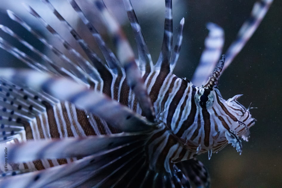 Un aquarium pas comme les autres &agrave; Limoges, entre esp&egrave;ces rares et sauvetages