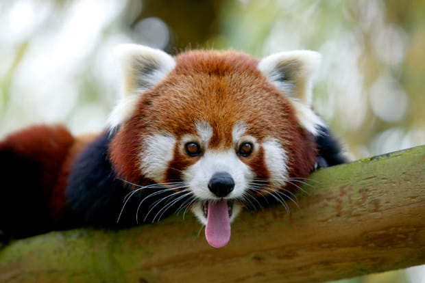 Le Panda roux