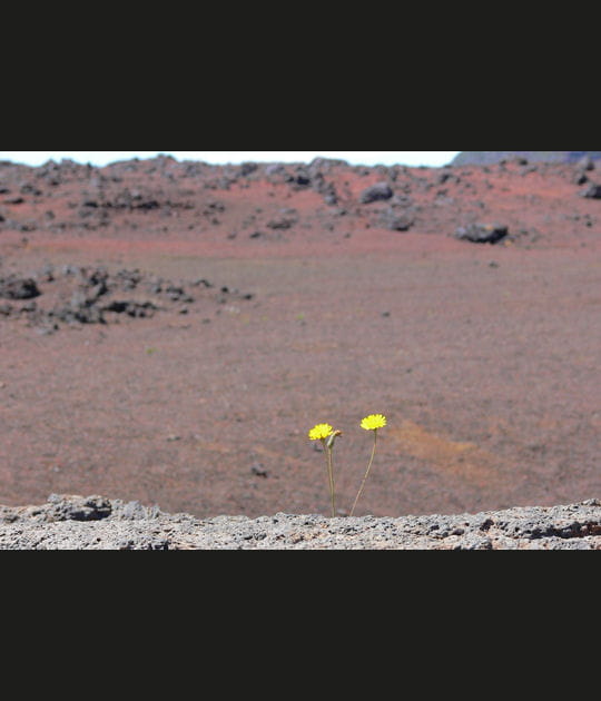 Petites fleurs jaunes