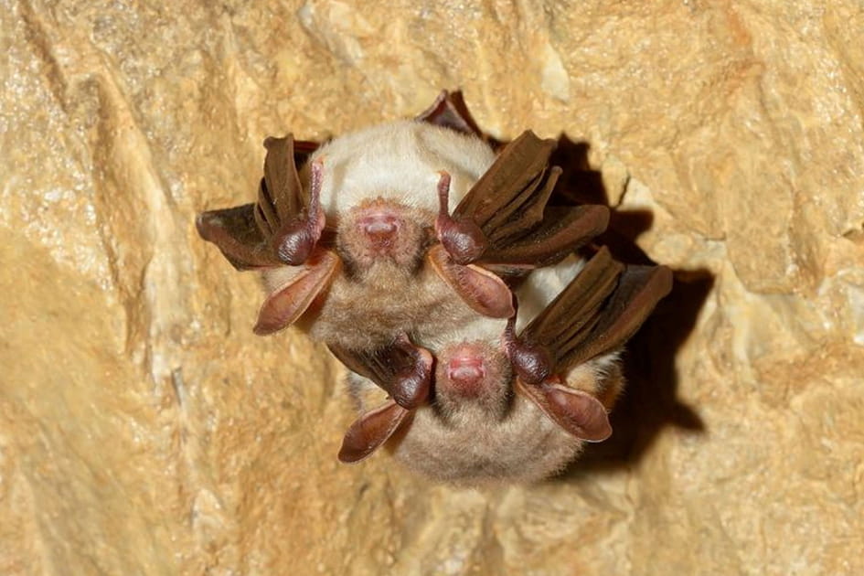 Chez les chauves-souris