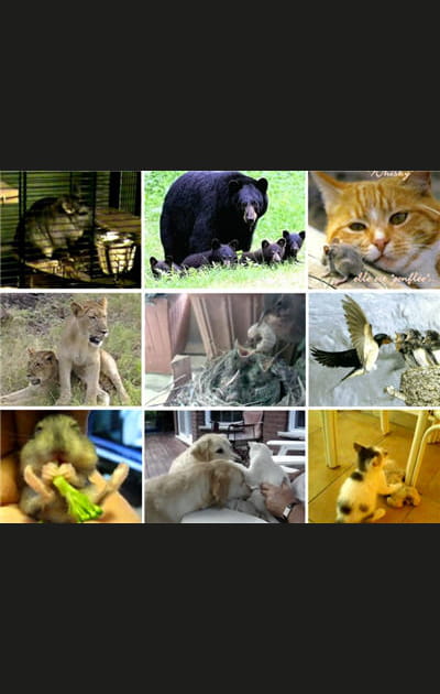 Nos amis les animaux en 10 vid&eacute;os