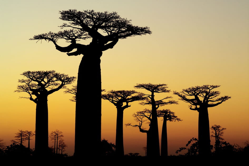 Spectacle lumineux de Madagascar