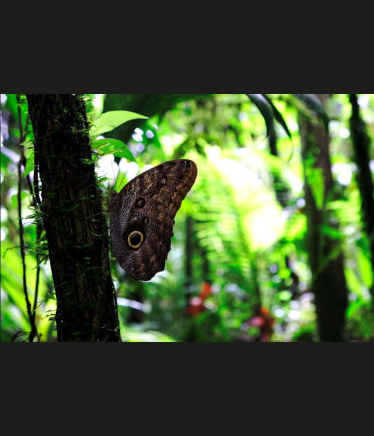 Le papillon morpho