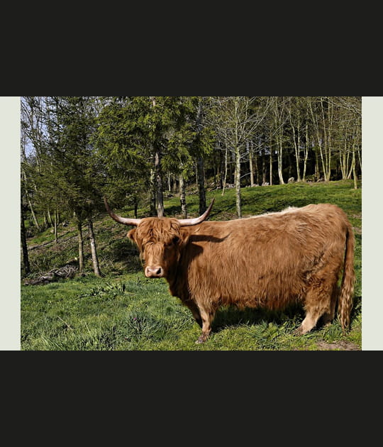 Vache des Higlands
