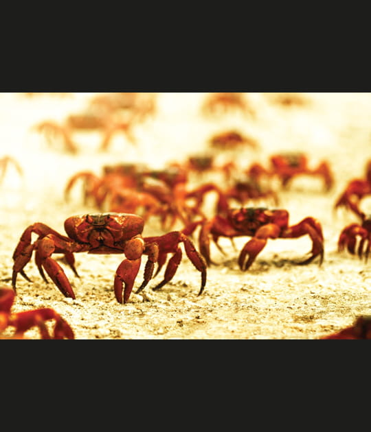 L'aventure des crabes rouges