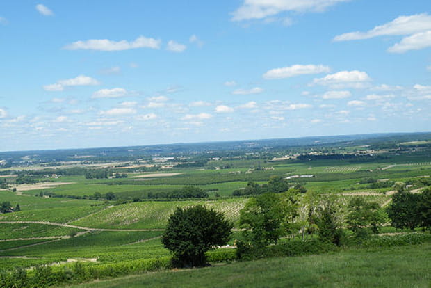 Les vignes de Monbazillac