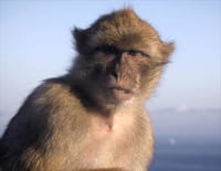 Empire animal : Préserver sa famille