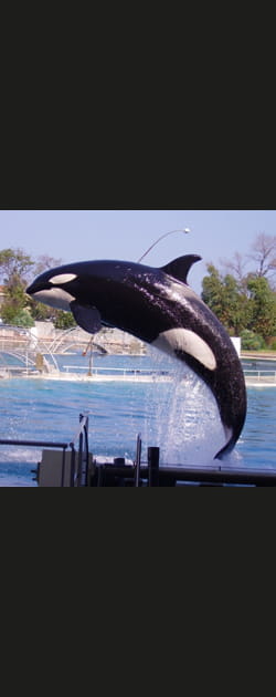 Antibes et son Marineland
