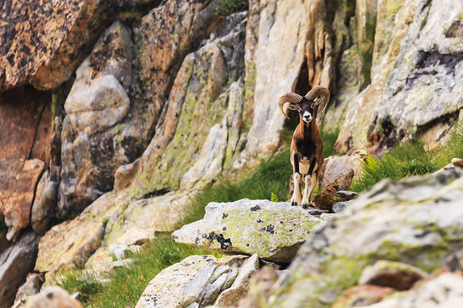 La faune du Mercantour