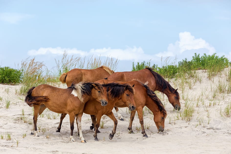 Ces destinations sont litt&eacute;ralement envahies par les animaux&nbsp;: l'&icirc;le d'Assateague aux Etats-Unis