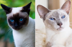 Les photos ne sont pas truqu&eacute;es&nbsp;: ces races de chats peuvent vraiment changer de couleur