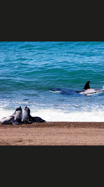 Les&nbsp;spectacles&nbsp;les&nbsp;plus&nbsp;fascinants&nbsp;de&nbsp;la&nbsp;vie&nbsp;sauvage