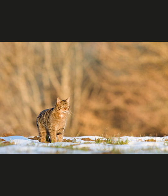 Dans la lumi&egrave;re