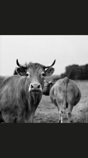 Les animaux de la ferme