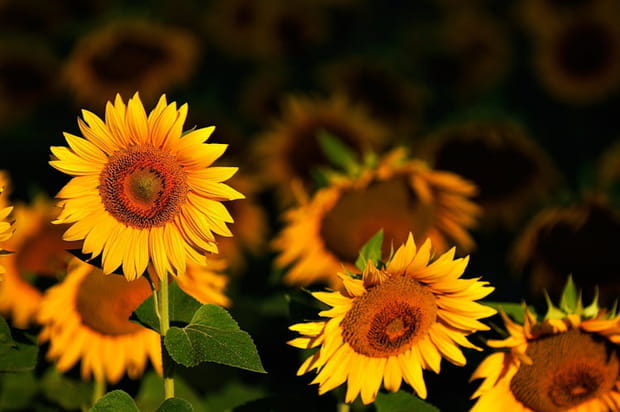 Les tournesols de Mazerettes