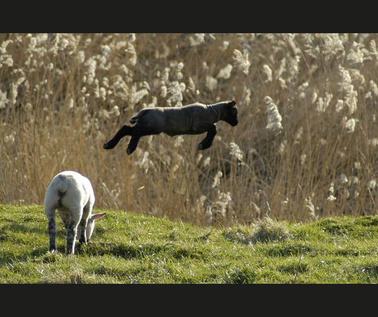 Saute-mouton