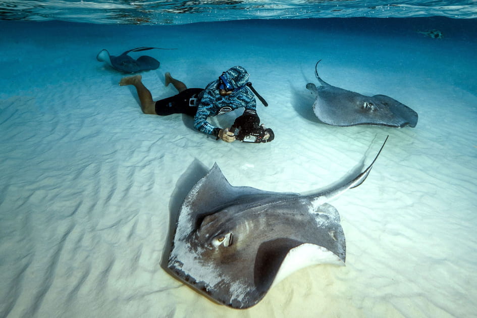 &nbsp;Ces destinations sont litt&eacute;ralement envahies par les animaux&nbsp;: Stingray City aux &icirc;les Ca&iuml;mans