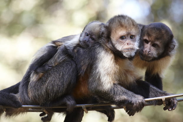 10e : Parc zoologique de la Palmyre