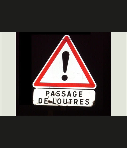 Petites moustachues &agrave; l'approche
