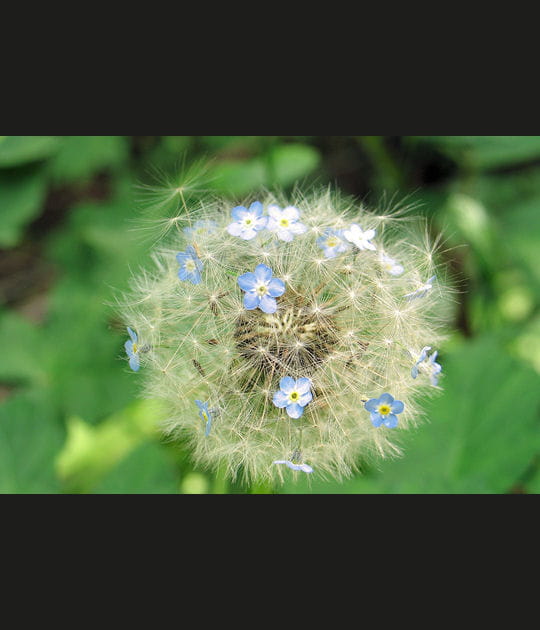 Petite fleur fr&ecirc;le des pr&eacute;s