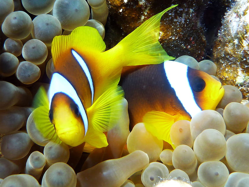 Poisson-clown &agrave; deux bandes