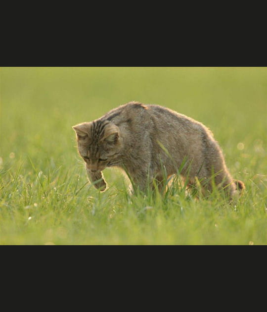 La qu&ecirc;te du chat sauvage