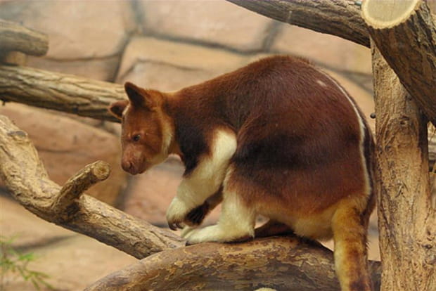 Un kangourou papou qui grimpe aux arbres
