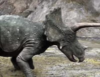 Les aventures des Ceratops