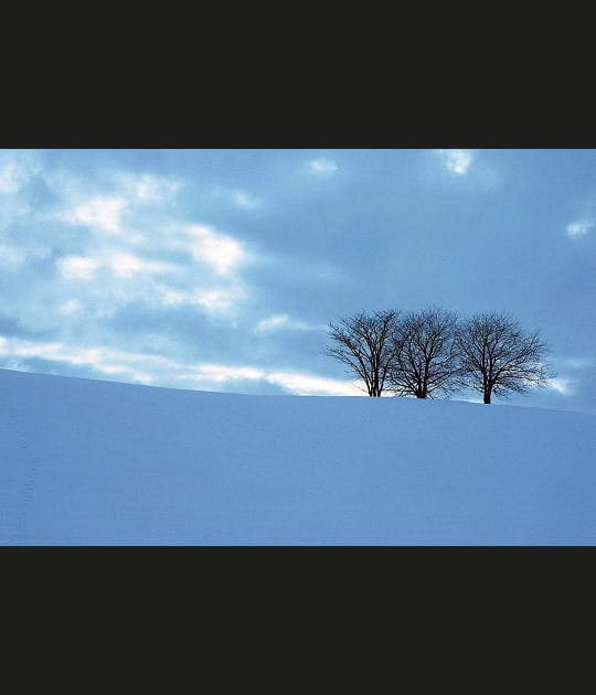 Arbres esseul&eacute;s