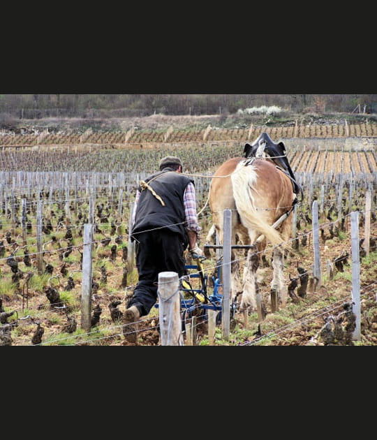 Bourgogne - C&ocirc;te de Nuits