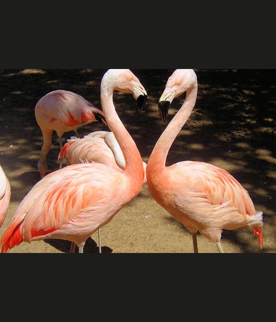 Un amour de flamants roses