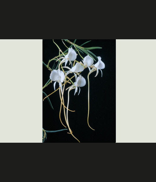 Une orchid&eacute;e qui s'accroche