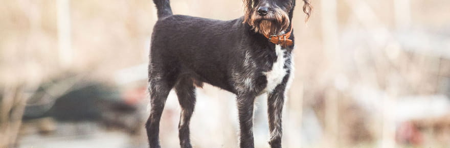 Ce n'est pas toujours parce qu'il est heureux&nbsp;: voici les vraies raisons pour lesquelles votre chien remue la queue