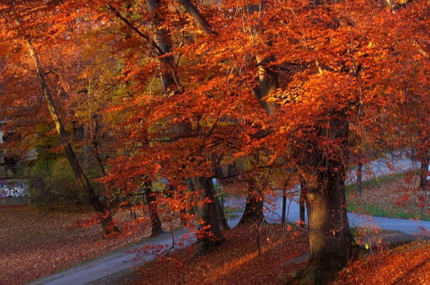 Automne au jardin anglais