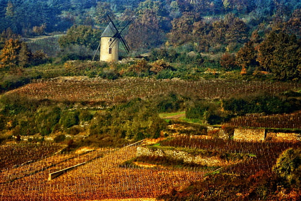 Balade dans les plus beaux vignobles de France