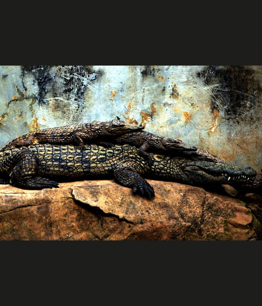 Le repos de la maman crocodile