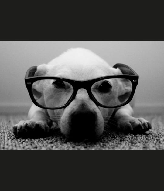 Chien &agrave; lunettes