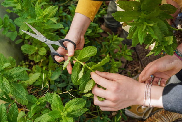 Fabrication de sorbet en Provence