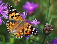 Curiosités animales : Des apparitions magiques : l'hirondelle et le papillon