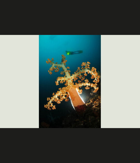 Photographie lumineuse