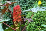 6000 fois plus toxique que le cyanure et sans antidote connu : cette plante dangereuse est pourtant présente dans certains jardins