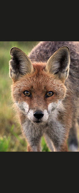 Un animal plut&ocirc;t nocturne