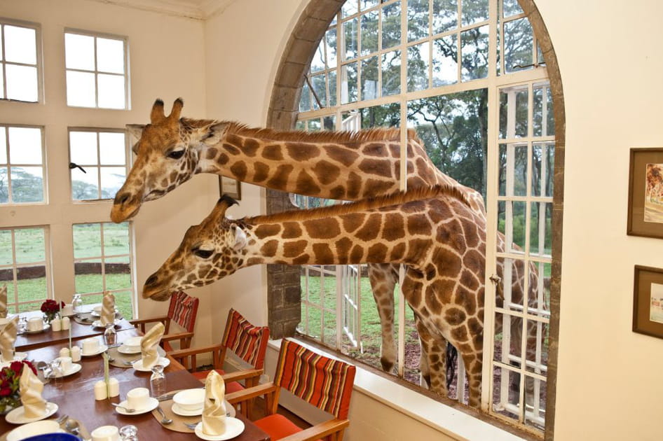 Le Giraffe Manor &agrave; Nairobi