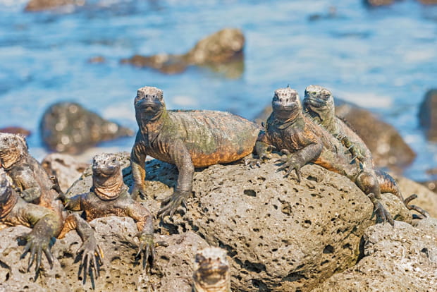 L'archipel des Galapagos