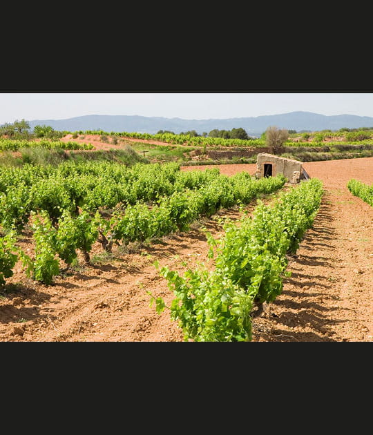 Les vignobles catalans